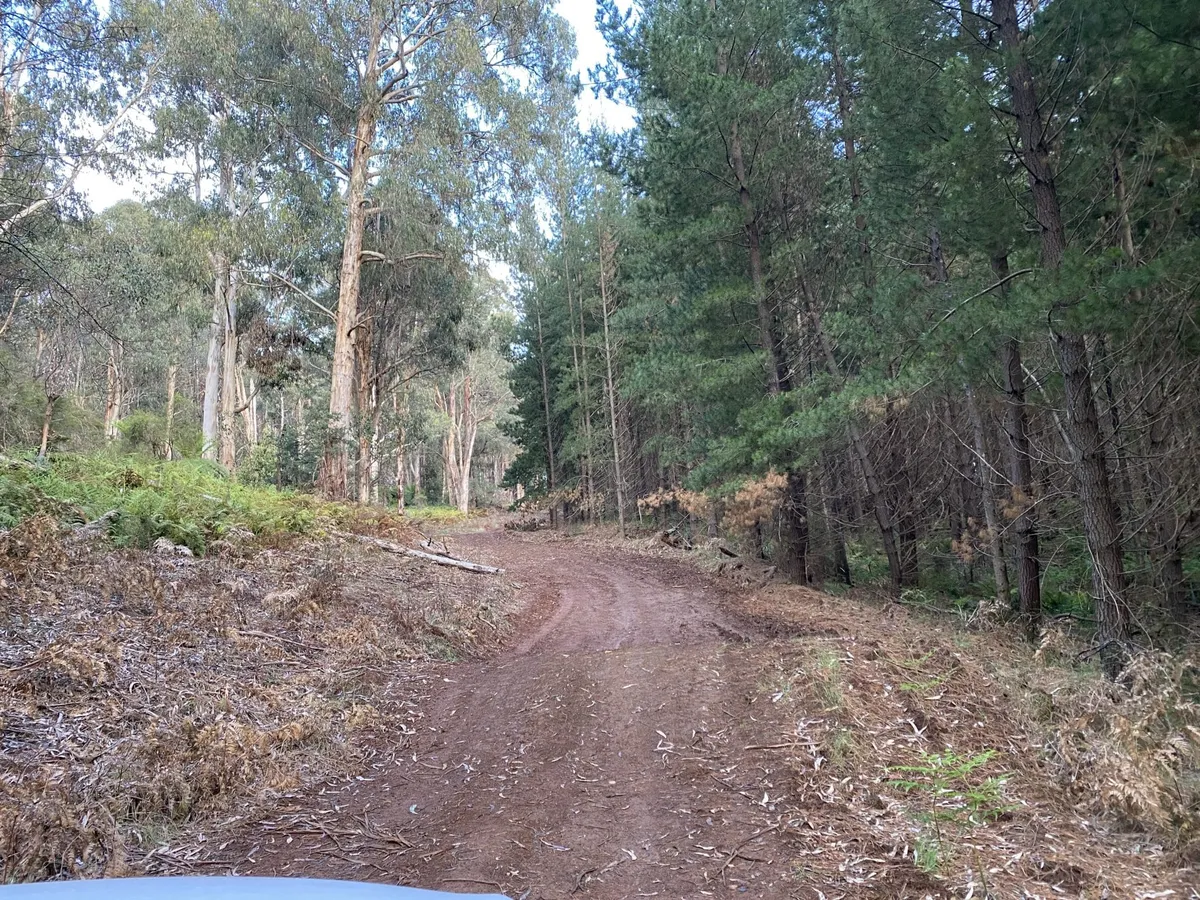 Easy 4WD Track (Racecourse Creek Rd 4wD Narbethong To Monda Rd Toolangi)