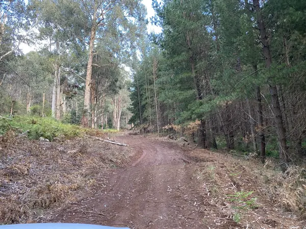 Easy 4WD Track (Racecourse Creek Rd 4wD Narbethong To Monda Rd Toolangi)