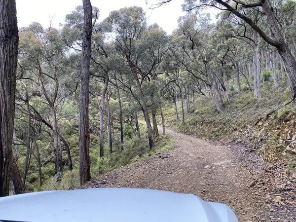 Easy 4WD Track (Pauls Rd Dixons Creek to Pauls Creek Track Toolangi)